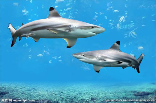 鲨鱼肉，探索深海美味与生态平衡的微妙关系