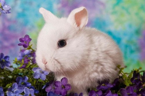 探索兔子的神秘世界，从图片中了解兔子的生活习性与特征