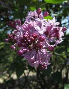 丁香花的色彩之谜，探索自然界的紫色奇迹