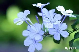 丁香花的色彩之谜，探索自然界的紫色奇迹