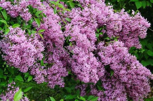 丁香花的色彩之谜，探索自然界的紫色奇迹