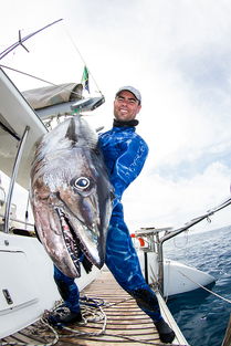黑鳍的赃物，揭秘海洋犯罪与生态保护的双重挑战