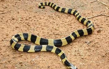 金环蛇与银环蛇，自然界中的致命之美