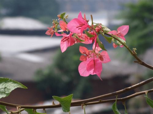 破除迷信，家中养海棠花的科学与艺术