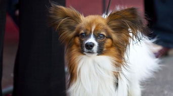 拉斯维加斯犬，揭秘这个独特犬种的魅力与养护指南