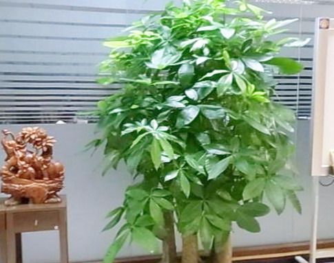 绿意盎然，财运亨通，掌握发财树养护秘诀，让家中绿意与财富共生长
