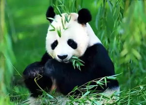 大熊猫，国宝的奥秘与保护