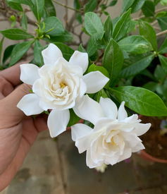 栀子花的黄叶警报，揭秘叶子发黄的秘密与挽救策略