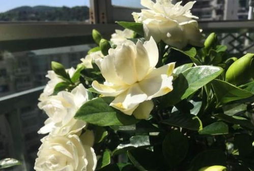 栀子花的黄叶警报，揭秘叶子发黄的秘密与挽救策略