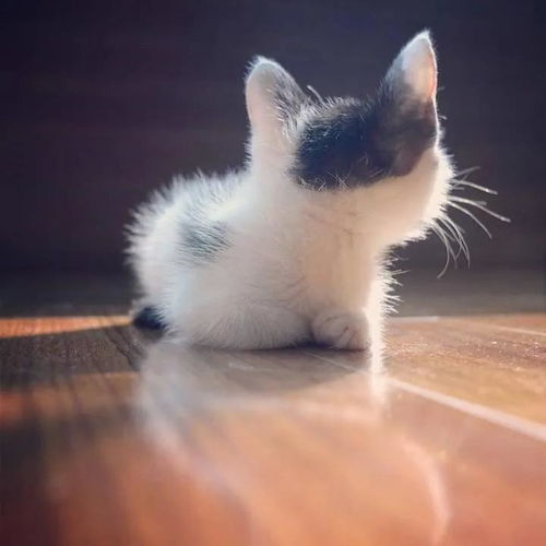 萌化人心，可爱猫咪图片的魅力与治愈力量