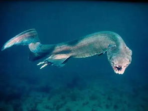 海中骑士，探索海马是否属于鱼类的奥秘