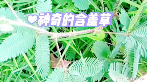 含羞草的秘密，探索这害羞植物的开花奇迹