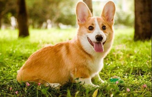 柯基犬摔伤事故的应对与预防，如何保护我们的四脚朋友