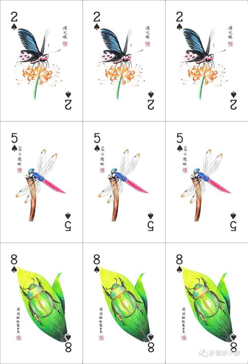 昆虫世界的奇妙之旅，探索昆虫的种类与特性
