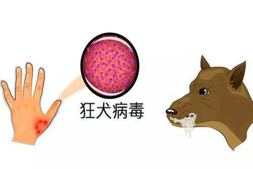 揭开狂犬病潜伏期的神秘面纱，最长多久？如何预防？