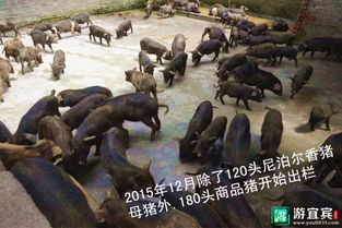 小香猪养殖，开启你的农业创业之旅