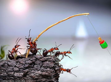 蚂蚁的微观世界，揭秘这些小小建筑师的生活家园