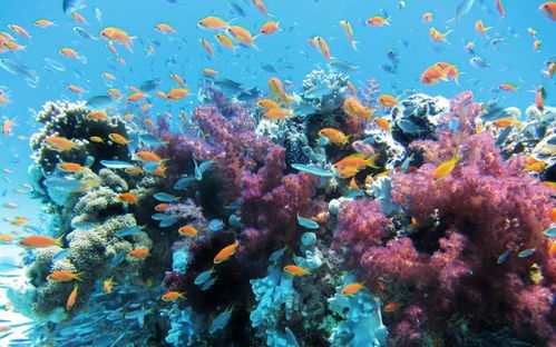 热带鱼的奇妙世界，探索五彩斑斓的热带水域生态