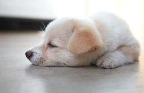 悼念我们最聪明的伙伴，狗狗的离世与生命的教训