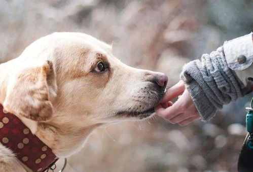 悼念我们最聪明的伙伴，狗狗的离世与生命的教训