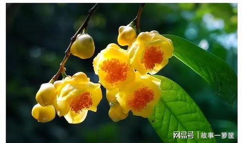 金花茶，自然界的金色瑰宝