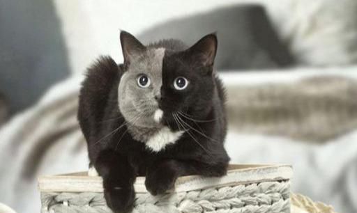 佛罗里达的猫，阳光州的神秘守护者