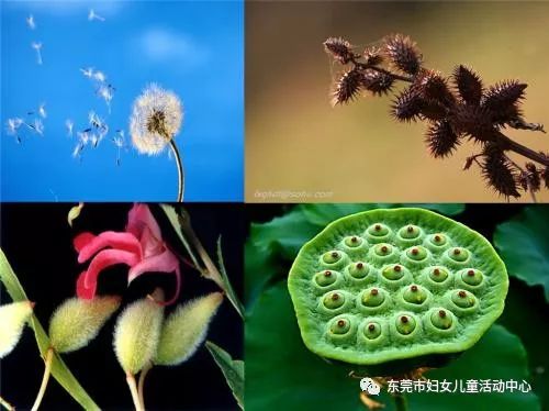 种子的奇妙旅程，植物传播种子的巧妙策略