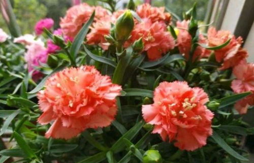康乃馨养护全攻略，从选苗到开花，打造你的室内花园