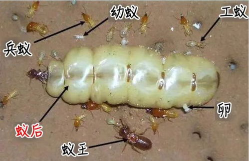 揭秘白蚁王国，它们的食物来源与生存策略