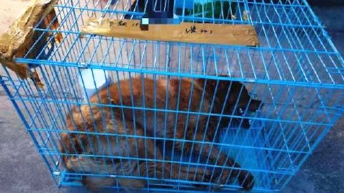 金毛托运死亡，了解背后的原因和预防措施