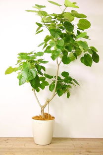 橄榄枝，和平与希望的象征
