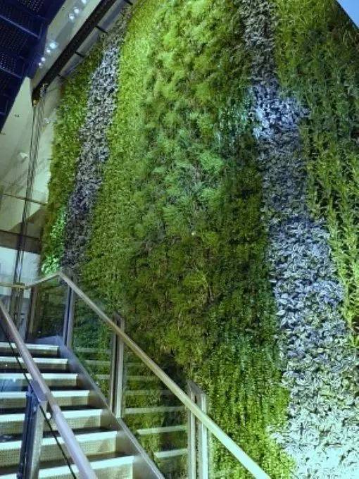 金不换植物，自然中的宝藏与家庭园艺的宠儿