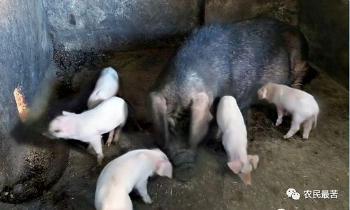 2019年养猪新政策，机遇与挑战并存，养殖户如何把握？
