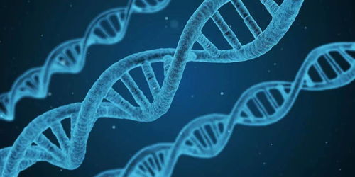 揭开DNA鉴定的神秘面纱，科学、伦理与实践指南