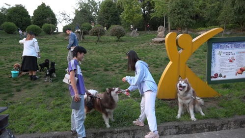 遛狗不牵绳，法律、安全与责任的交汇点