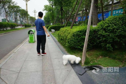 遛狗不牵绳，法律、安全与责任的交汇点