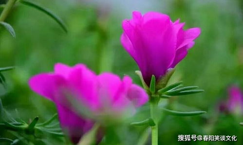 法律智慧的结晶，经典法律格言100句大全