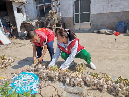 智能法律服务网，法律咨询的新纪元