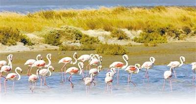 计算机软件保护条例，保护创新，促进发展