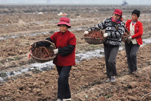 重庆市农村养老保险，为农民朋友撑起一把金色的伞