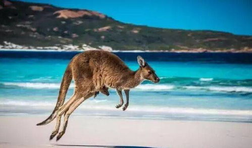 澳大利亚劳务输出，全球舞台上的袋鼠军团