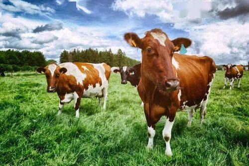 智慧养牛，打造高效、可持续的现代畜牧业商业计划