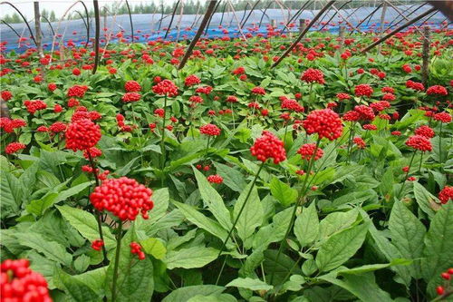 民宿企业计划书报告，打造特色住宿体验，引领行业新潮流