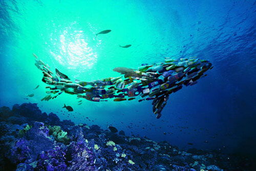 保护蓝色星球，海洋环境保护的重要性与实践