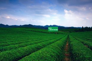 茶园公租房，城市低收入群体的温馨避风港