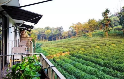 茶园公租房，城市低收入群体的温馨避风港