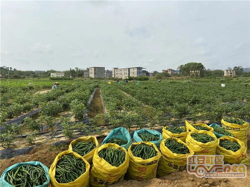 土地流转，让土地活起来，为农村注入新活力