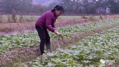 土地流转，让土地活起来，为农村注入新活力