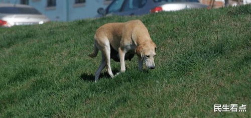 小区投毒事件，如何保护我们的宠物和社区安全