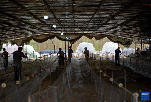 渔网加工厂，海洋捕捞的心脏，渔民的希望